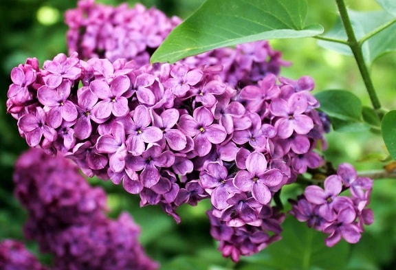lilac flower, leaf, horticulture, petal, garden, nature, summer, flower