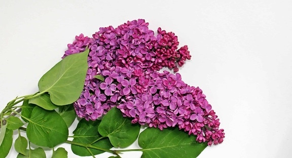 Lilac, Hoa, làm vườn, lá, thiên nhiên, thực vật, Hồng, cánh hoa