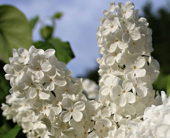 white lilac, petal, leaf, branch, nature, flower, garden, beautiful, summer