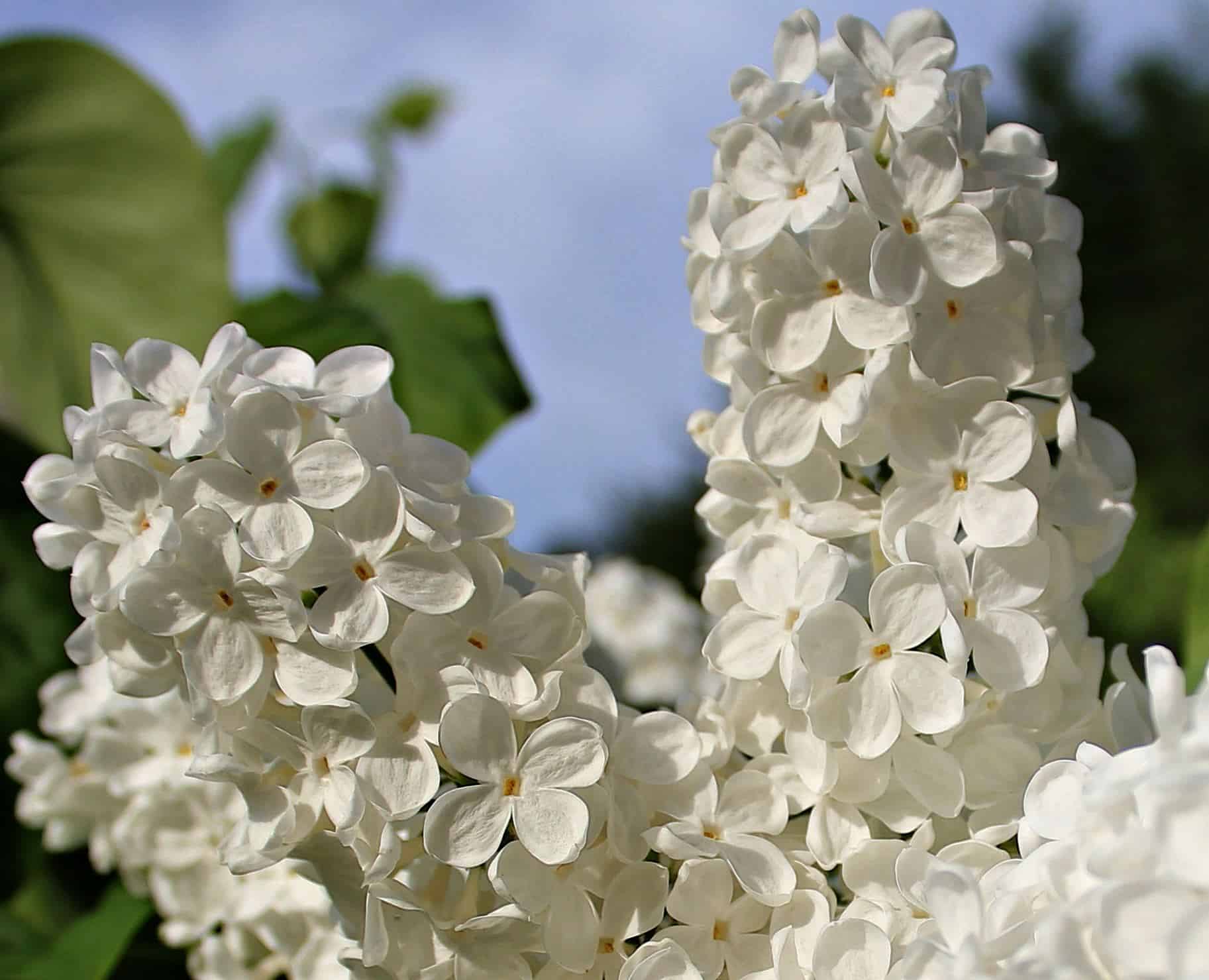 Imagen gratis: lila blanco, Pétalo, hoja, rama, naturaleza, flor, jardín,  hermoso, verano