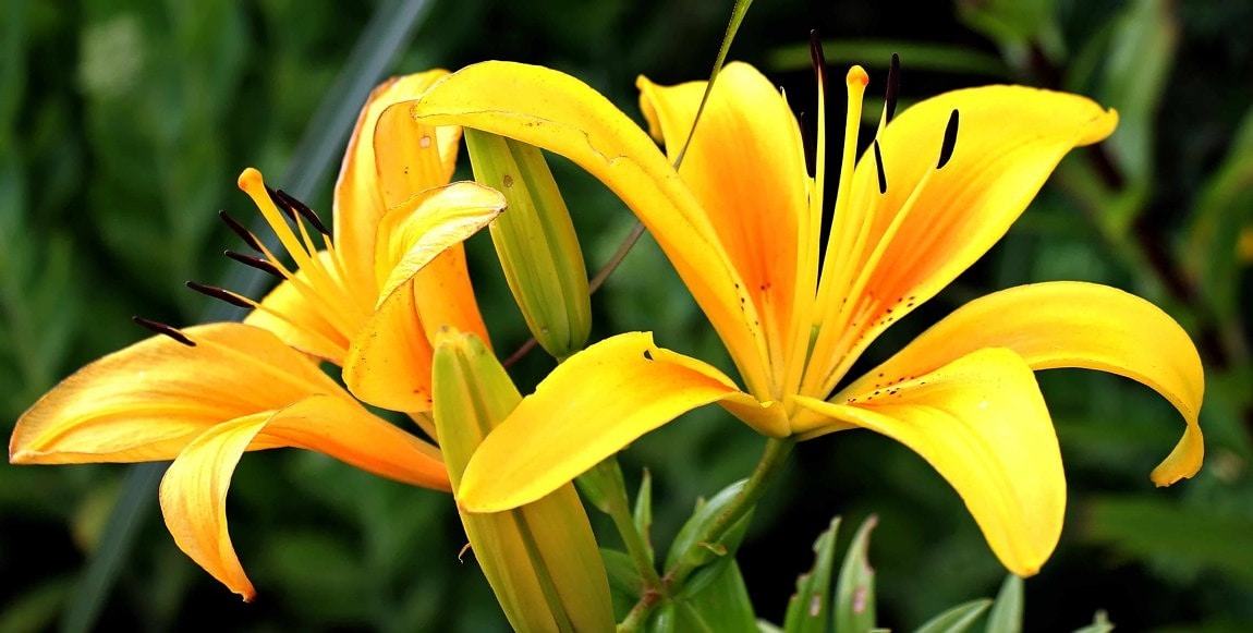 Free picture: yellow lily, flower, pistil, leaf, garden, nature, summer ...
