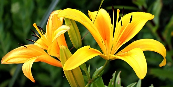 жълта Лилия, цвете, плодник, листа, Градина, природа, лято, растение, венчелистче, цвят