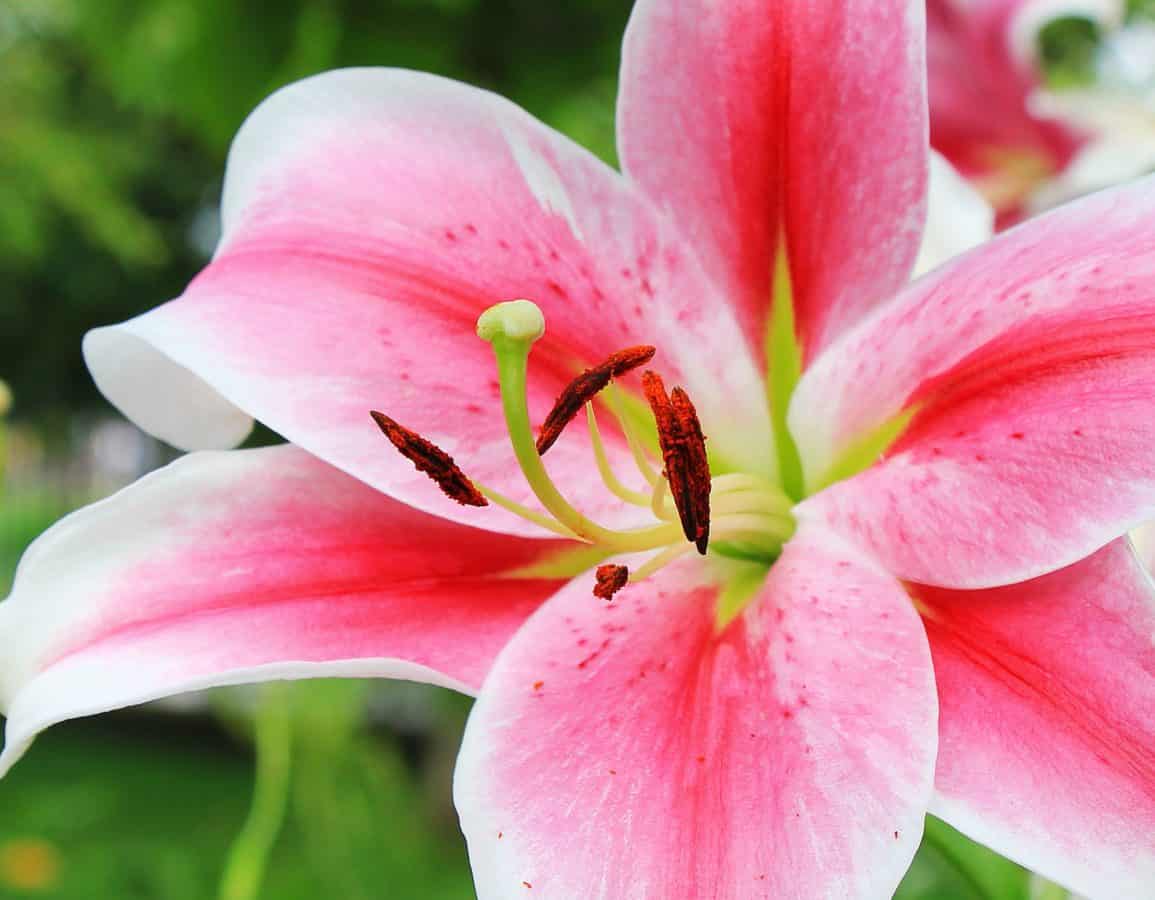 免费照片 花园 雌蕊 花粉 百合花 自然 美丽 夏天 植物