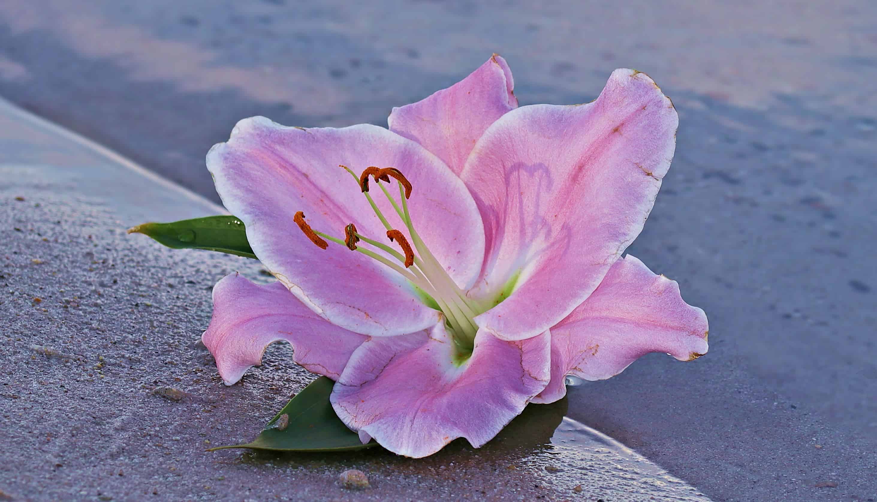 Imagen gratis: flor, lirio, naturaleza, planta, color de rosa rosado,  Pétalo, flor