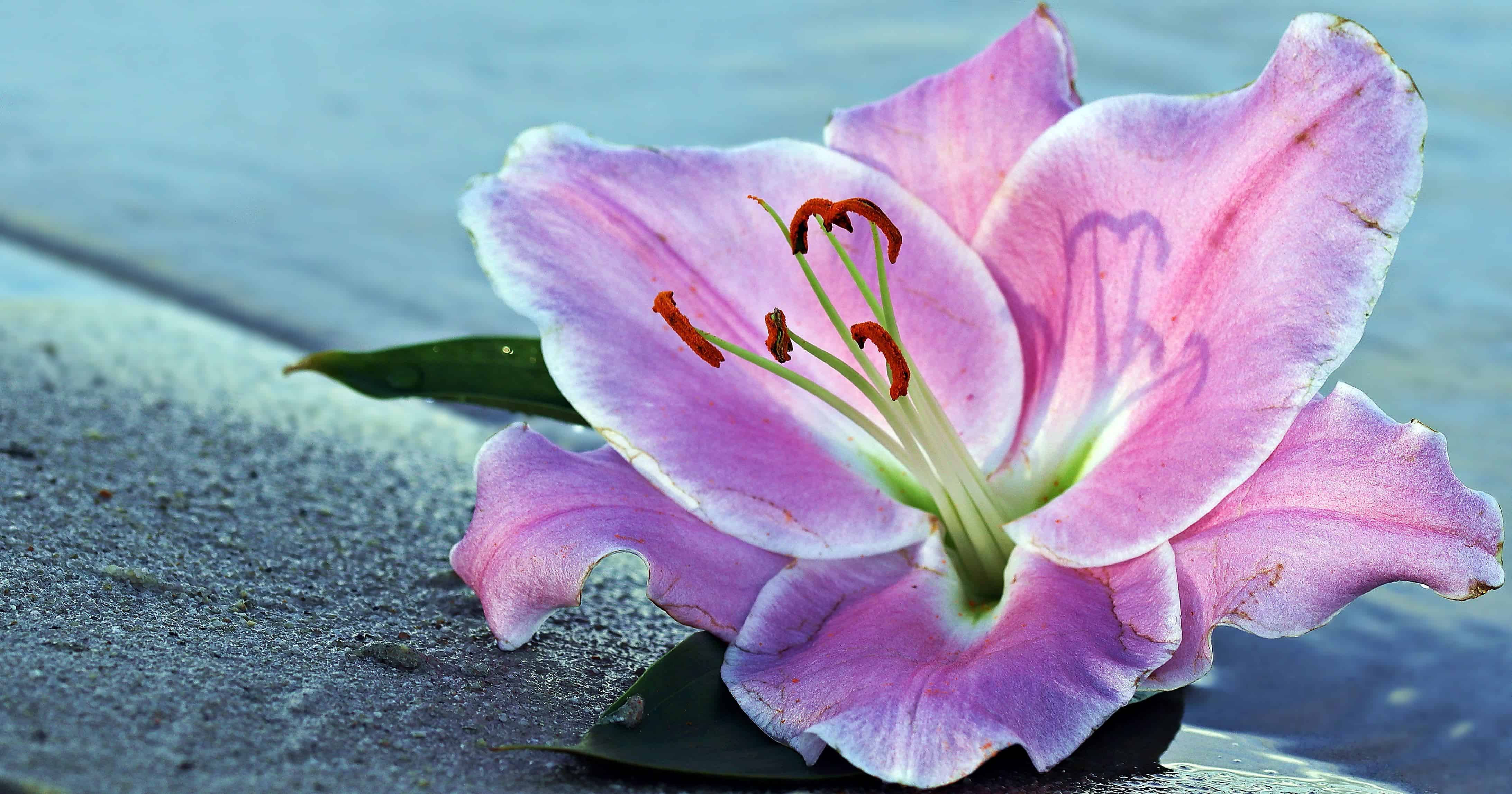 フリー写真画像 自然 ユリの花 ピンク 植物 花びら 花 ピンク