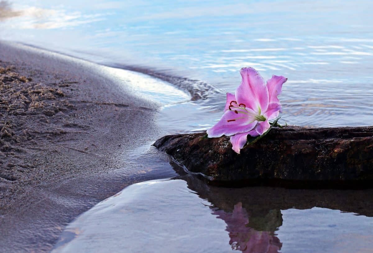 water, kust, zand, zee, bloem, reflectie, baai, strand, natuur