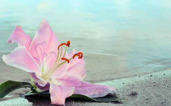 природа, вода, лято, залив, остров, Лилия, цвете, растение, розово, цвят