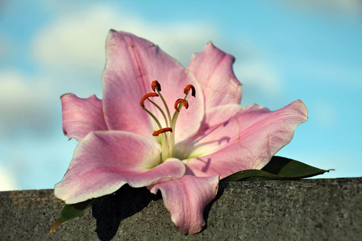 フリー写真画像 自然 ユリの花 ピンク 植物 花びら 花 庭