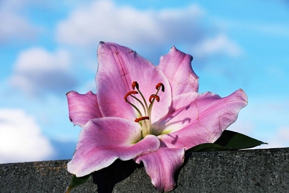 pink flower, pistil, nature, pink, plant, petal, blossom, blue sky