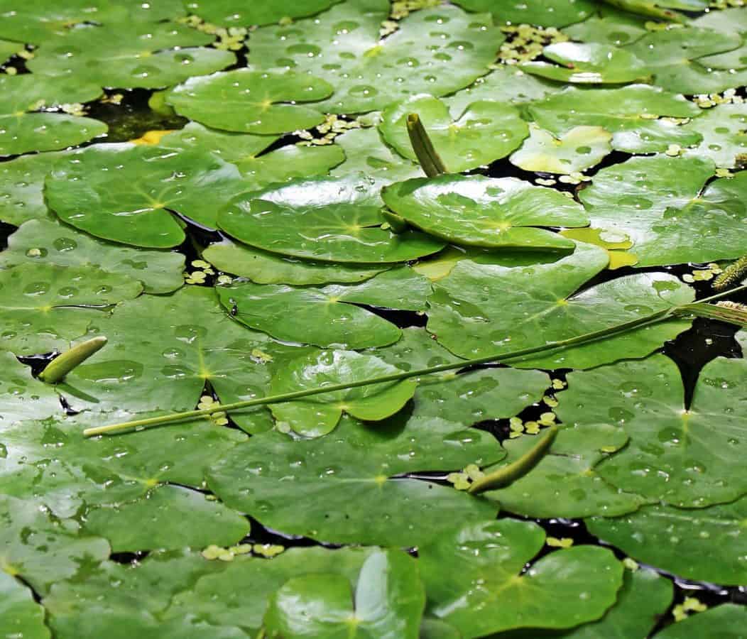 зелени листа, езеро, мокро, вода, околна среда, лотос, Градина, природа