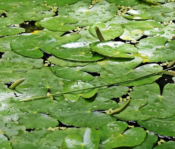 frunza verde, lac, umed, apă, mediu, Lotus, gradina, natura