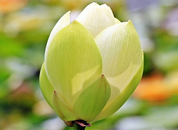 nature, feuille, fleur de Lotus, jardin, été, floraison, fleur exotique