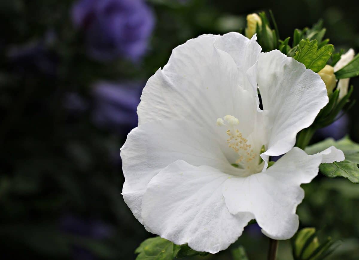 สวน ธรรมชาติ ดอกไม้สีขาว ใบ พืช ดอก กลีบดอก ดอก