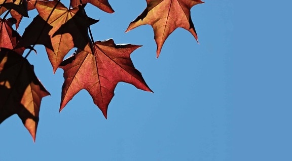 сухой лист, дневной свет, природа, осень, листва, Голубое небо, дерево