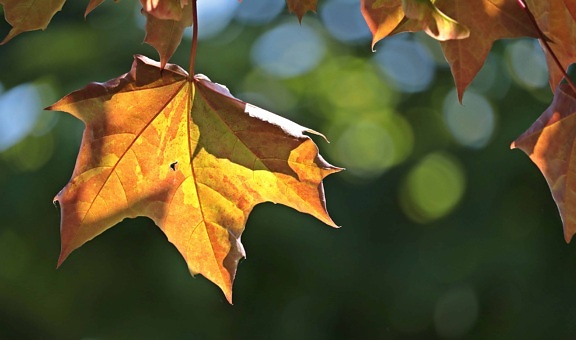 strom, list, příroda, podzim, Les