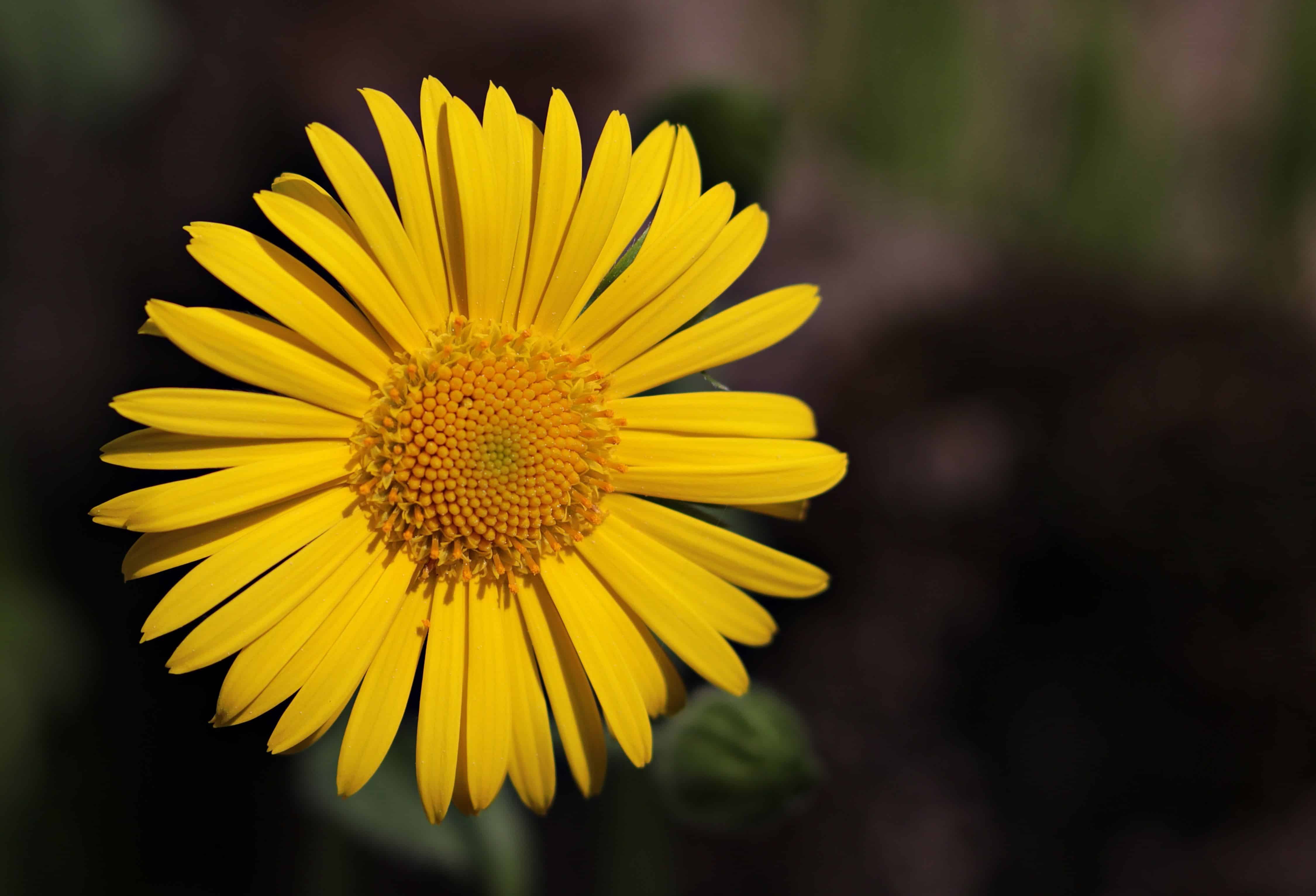 フリー写真画像 夏 影 黄色い花 ずい 自然 ハーブ 植物