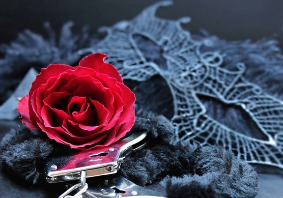 mască, blană, metal, cătuşe, romantism, floare, trandafir, negru, petală