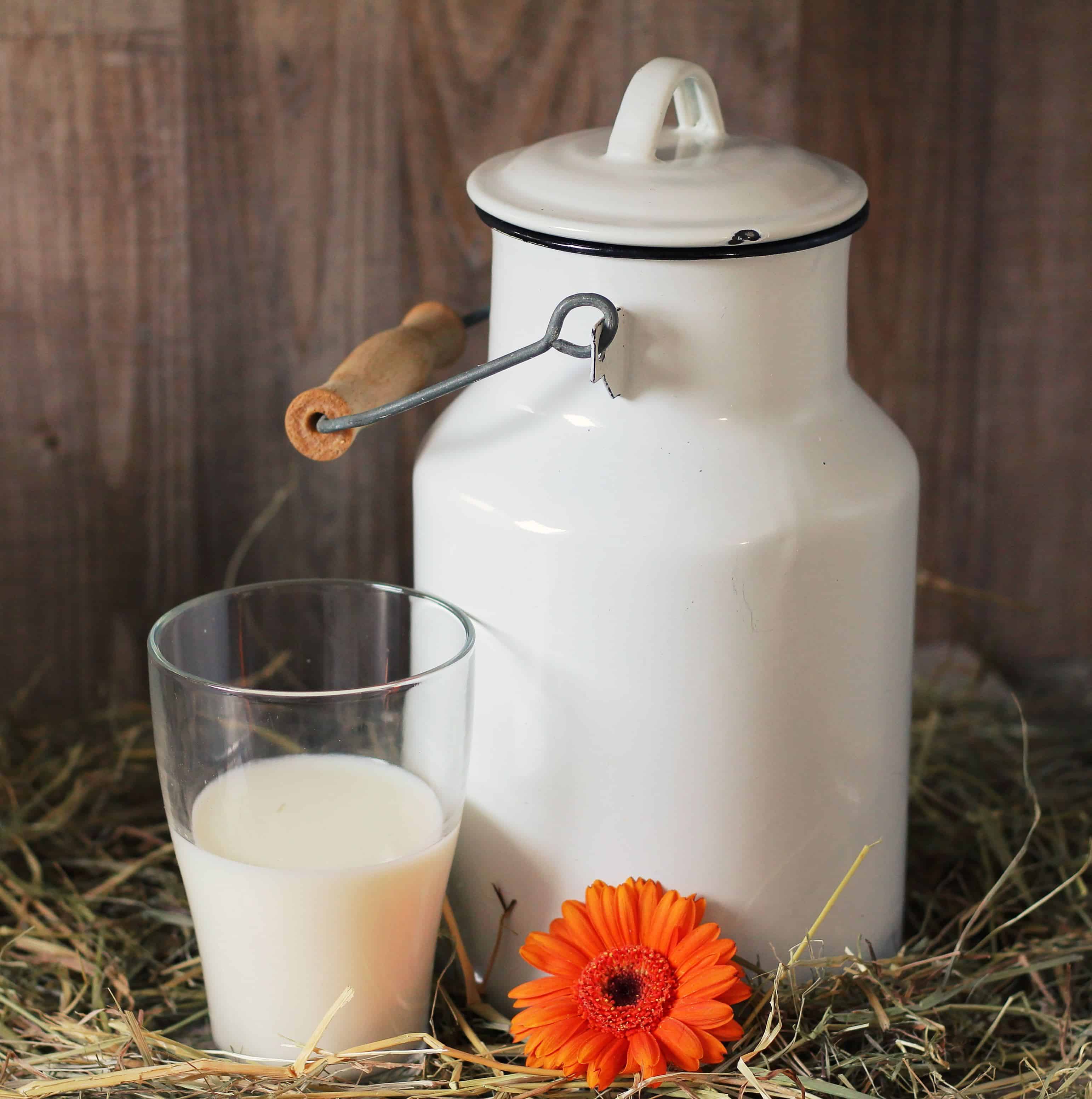  Gambar  gratis studio foto minum cangkir susu makanan 