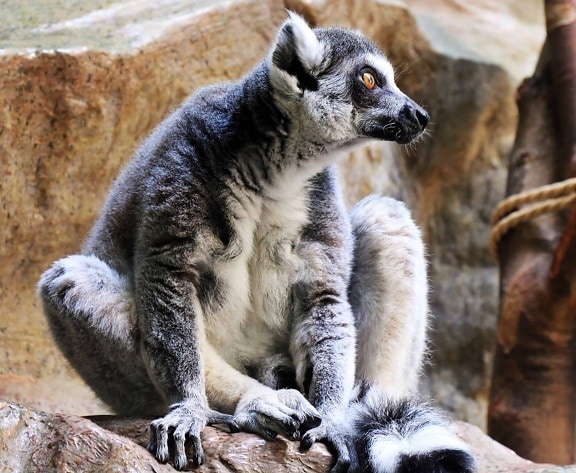 Lemurer