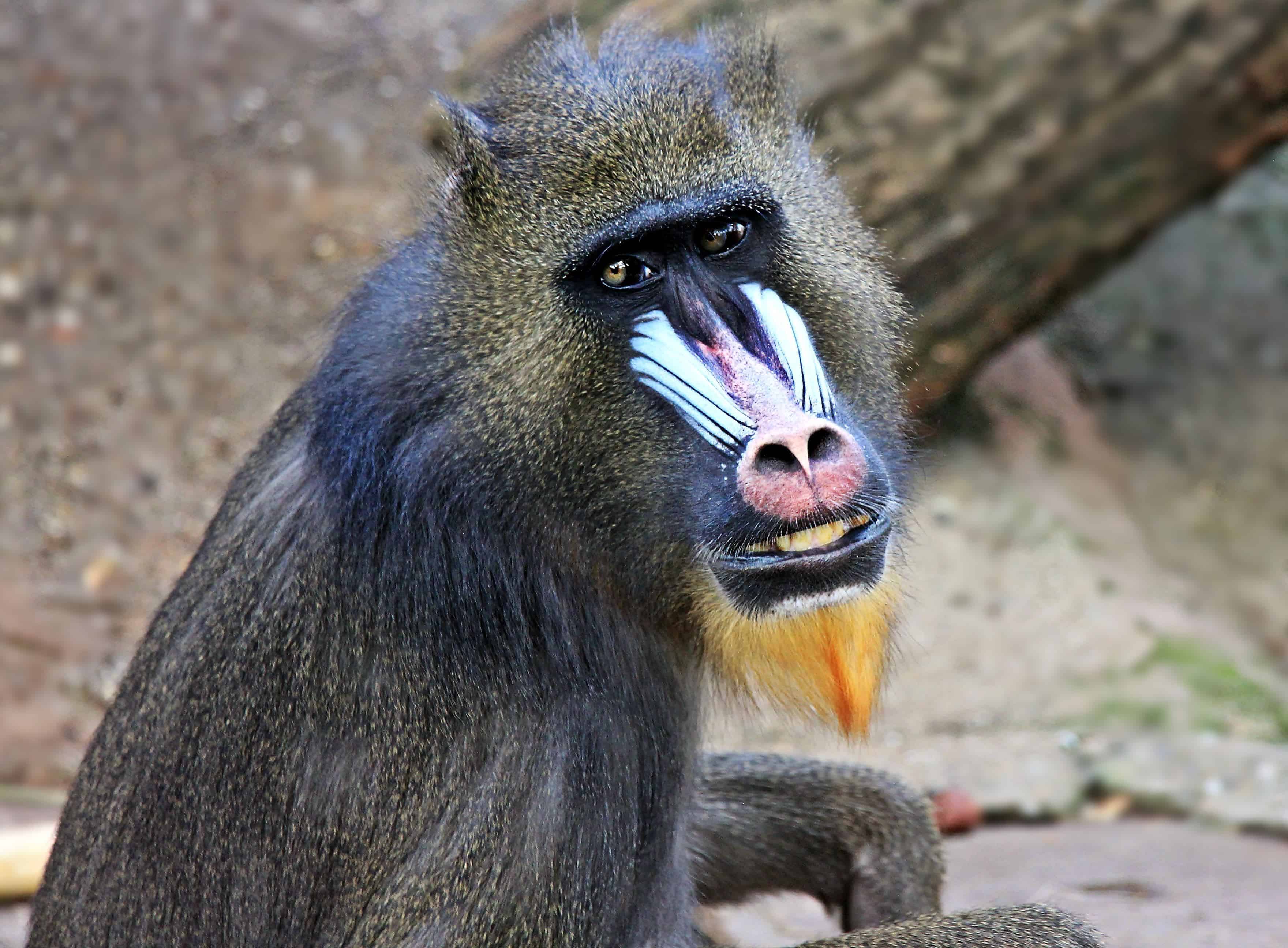 フリー写真画像 野生 動物 猿 霊長類 自然 野生動物