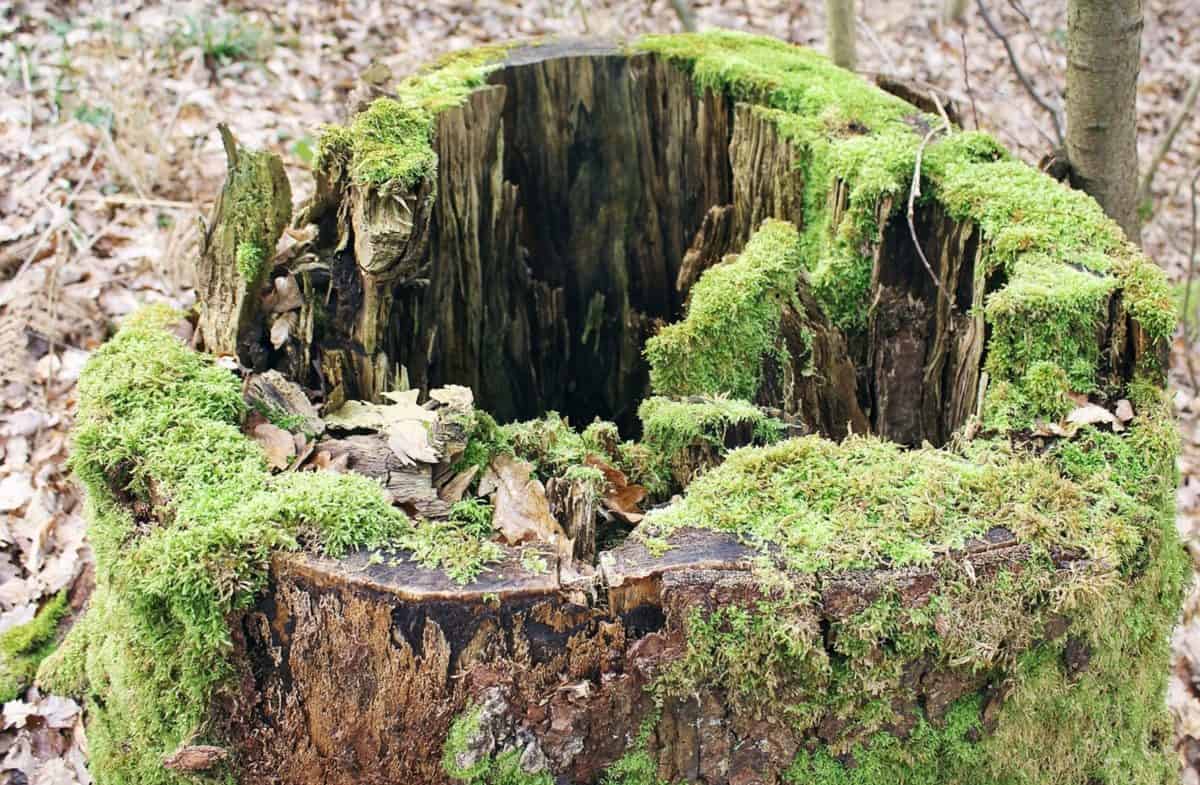 Moss list, drevo, príroda, kameň, vody, Záhrada, strom, príroda