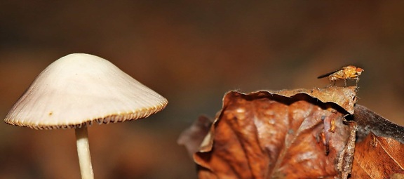 list, houba, houba, přírodní, podzimní