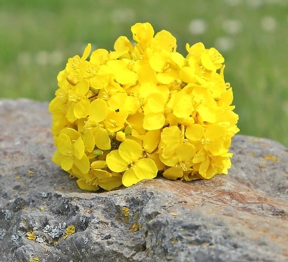 ไฮเดรนเยีย ดอกไม้ ธรรมชาติ พืช สมุนไพร ใบ หิน ตะไคร่น้ำ พื้นดิน