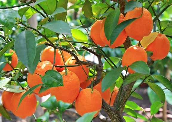 arancia frutta, foglia, natura, cibo, ramo, giardino, estate, agrumi, arancio