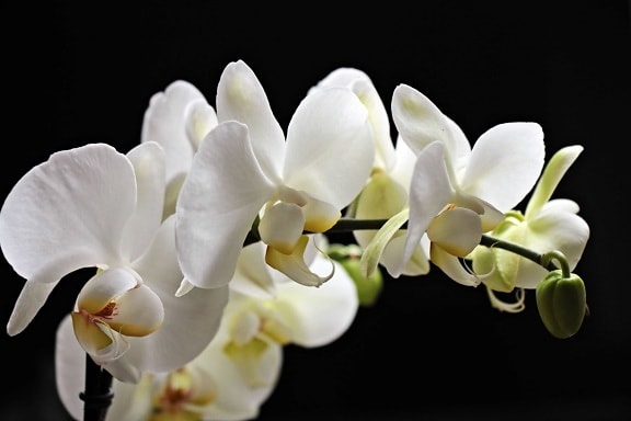 vit orkidé, kronblad, exotiska, natur, vit blomma, vacker, växt, blomma