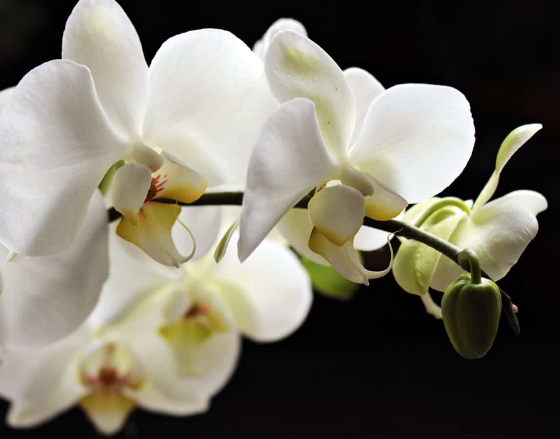 orkidea, haara, luonto, terä lehti, haara, kaunis, kukka, eksoottinen, valkoinen