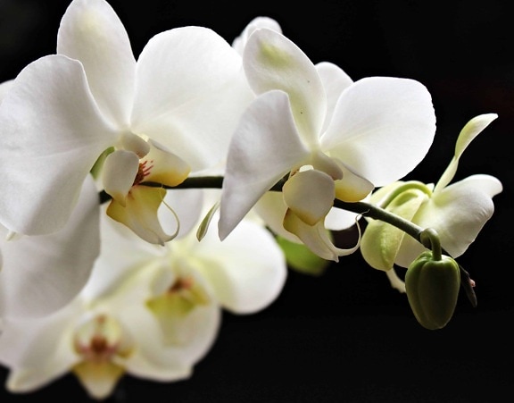 orkidé, filial, natur, kronblad, filial, smuk, blomst, eksotiske, hvid