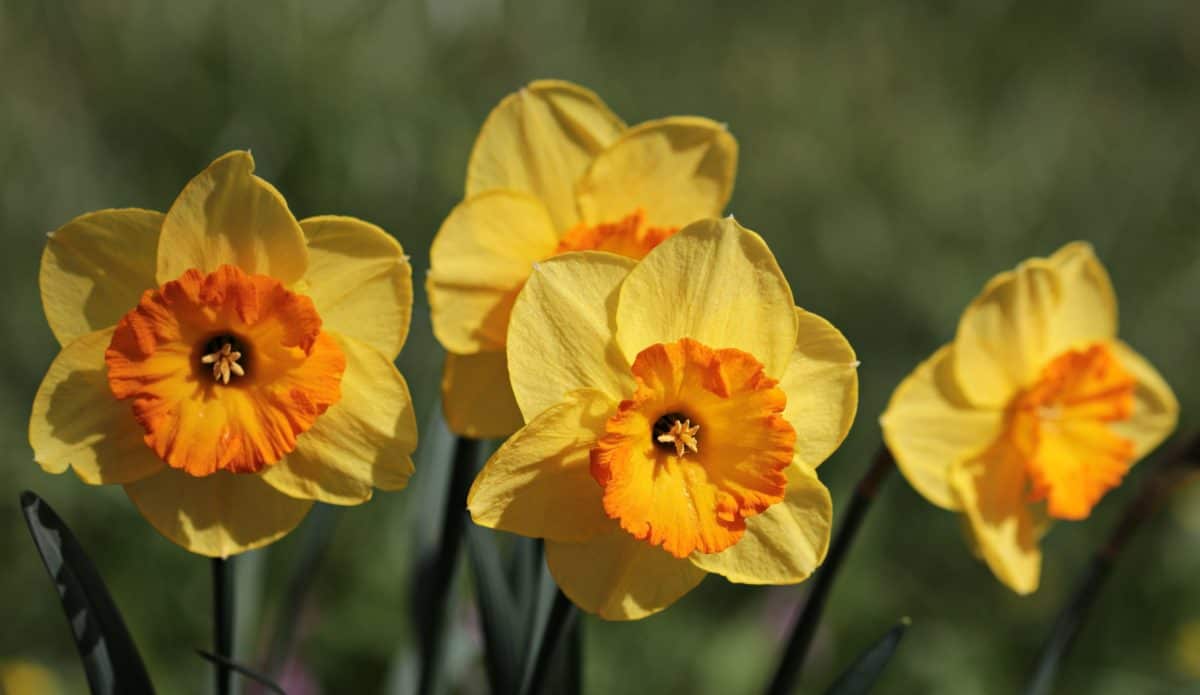 Jonquille, fleur jaune, Narcisse, nature, plante, fleur