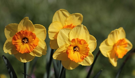 Narciso, flor amarela, Narciso, natureza, planta, flor