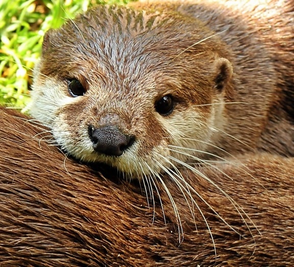 loutre, rongeur, fourrure, animaux, nature, faune, sauvage