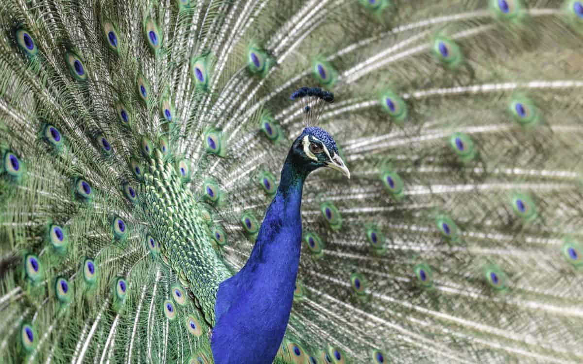 นกที่มีสีสัน สัตว์ นก นกสีฟ้า อุทกวิทยาทัศนียภาพ สัตววิทยา หัว จะงอยปาก