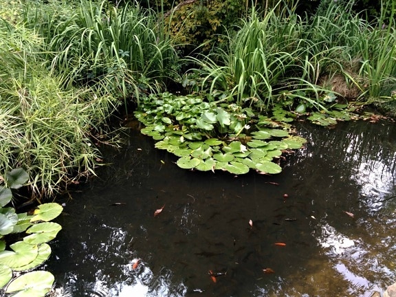 Swamp Záhrada, príroda, prostredie, stream, rieka, flora, leaf, vody