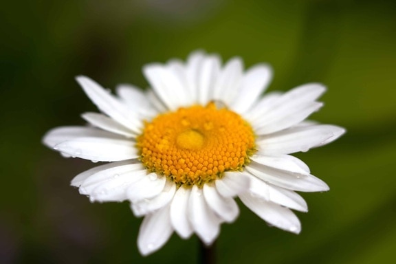 white daisy, pistil, dew, rain, flower, nature, herb, blossom