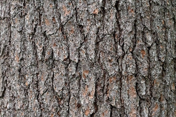 pino, árbol seco, madera, roble, naturaleza, corteza, patrón de la textura