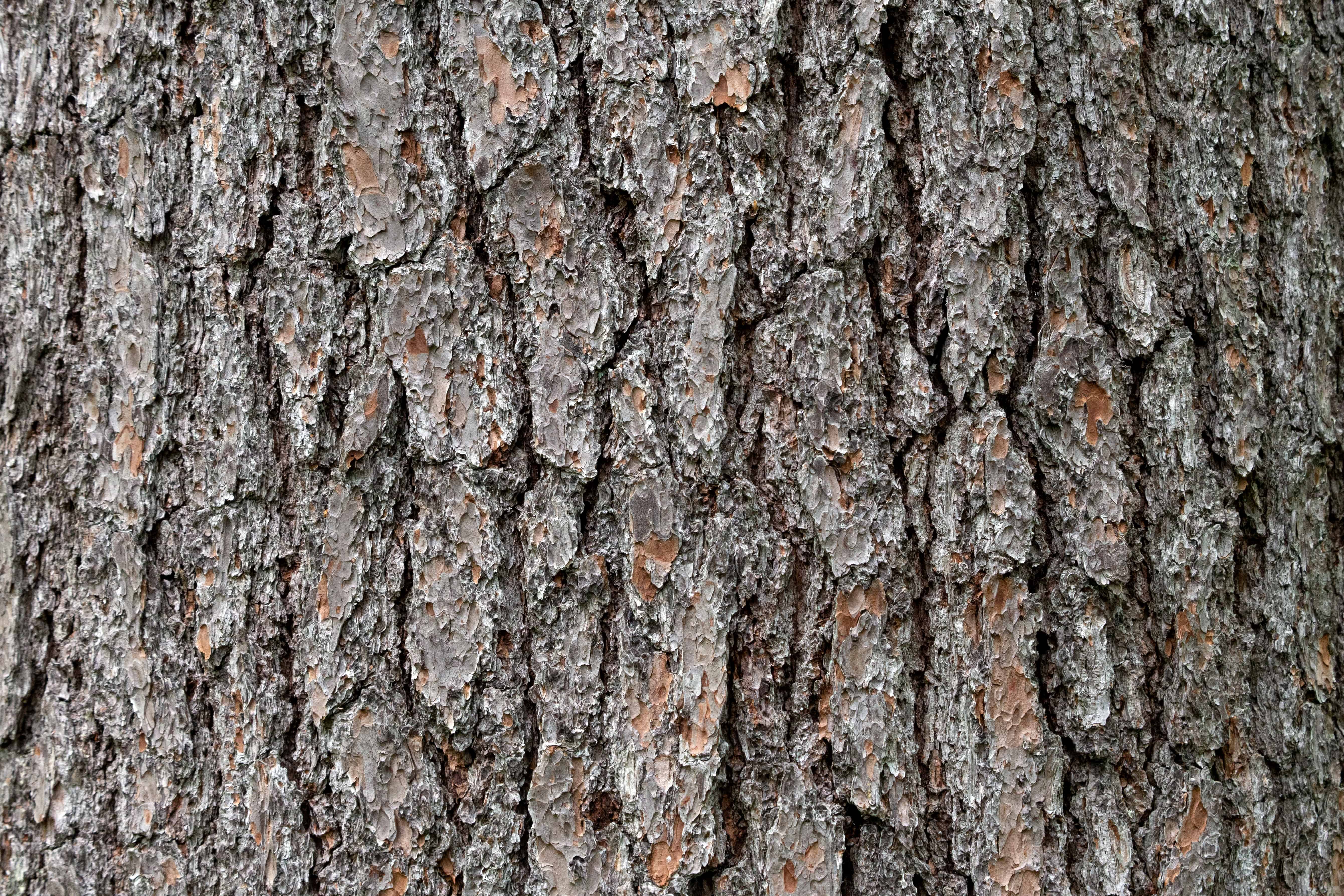 Tree Bark Offers Color, Texture and Pattern