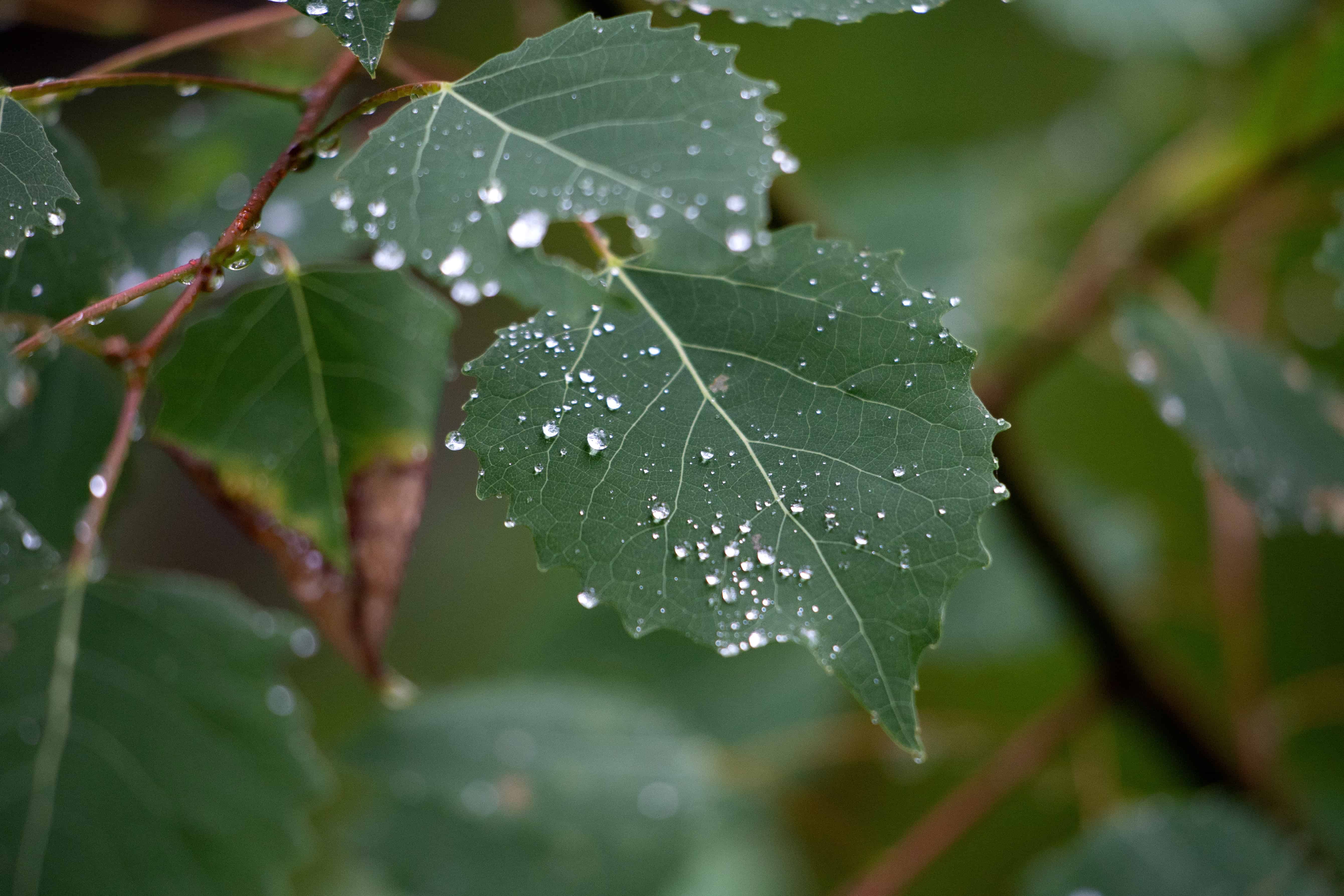 Листья под дождем