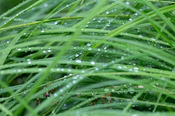 dew, grass, flora, rain, nature, summer, garden, green leaf, lawn