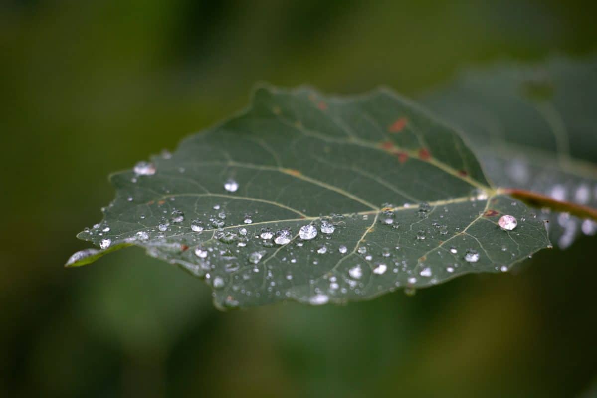 ฝน ใบไม้เขียว ธรรมชาติ น้ำค้าง พืช เปียก พืช