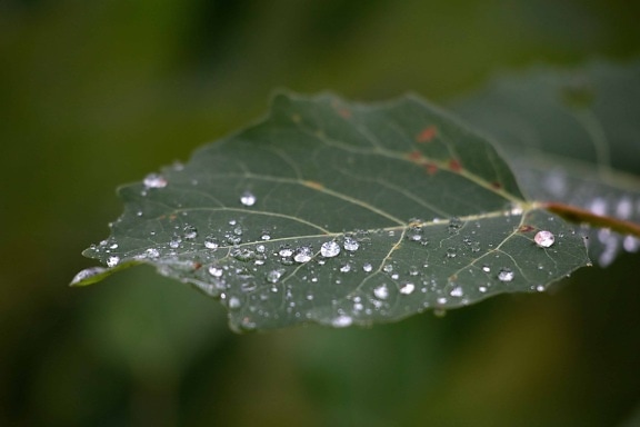 rain, green leaf, nature, dew, flora, wet, plant