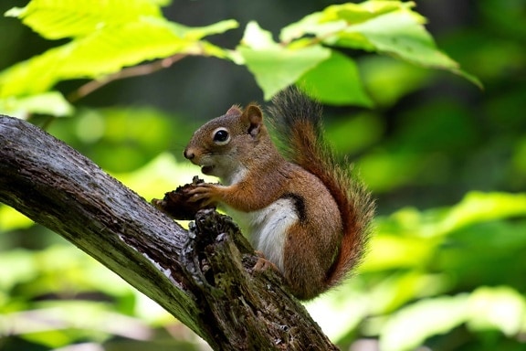 rodent, brown squirrel, animal, tree, nature, wildlife, wood