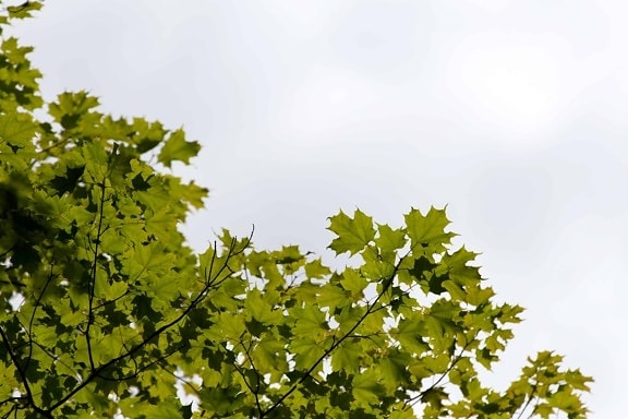 nature, summer, branch, leaf, wood, sky, tree, environment