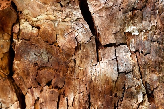 pattern, old, texture, nature, brown bark, tree, firewood, wood