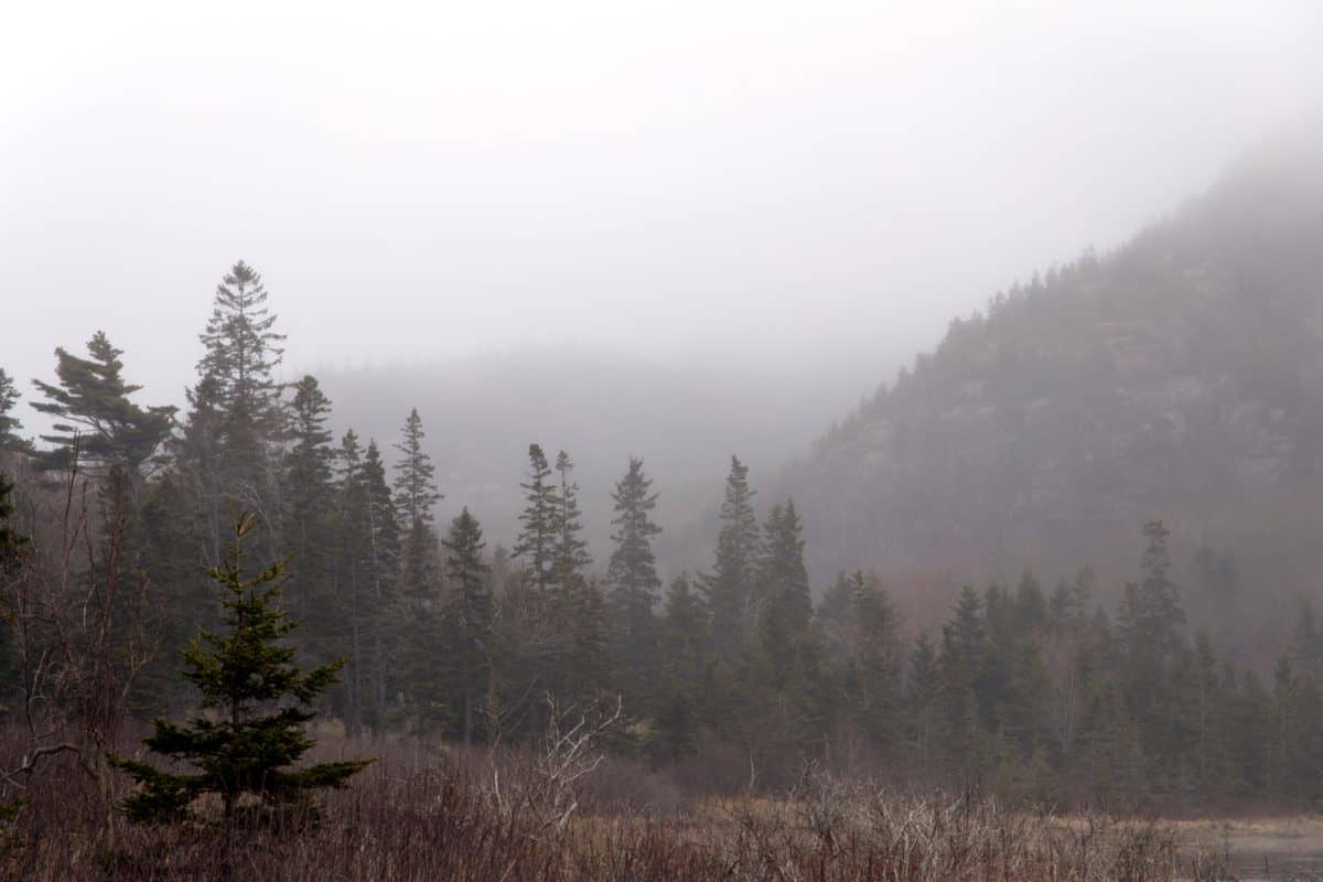 Natura, mgła, mgła, drzewa, krajobraz, drewno, Świt, Las, śnieg