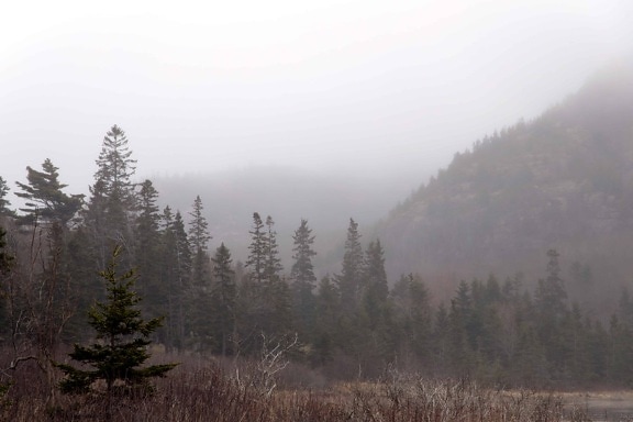 natura, nebbia, nebbia, albero, paesaggio, legno, alba, foresta, neve
