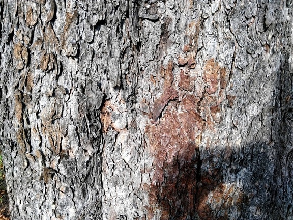 árbol de corteza, edad, textura, madera, árbol, marrón de la corteza, material