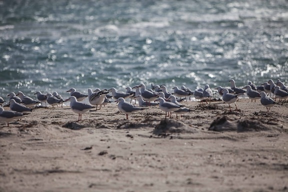 gaivota, shorebird, areia, ornitologia, oceano, mar, vida selvagem, água, pássaro, Seashore, praia